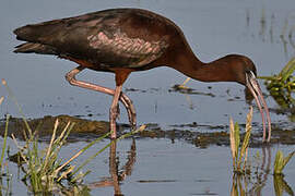 Glossy Ibis