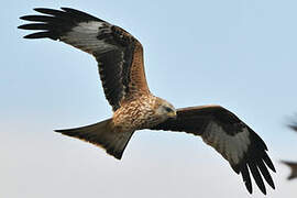 Red Kite