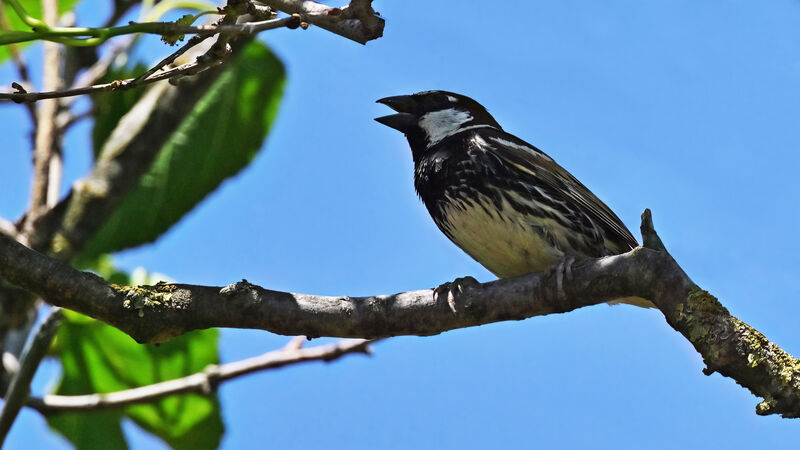 Spanish Sparrow male adult breeding, identification