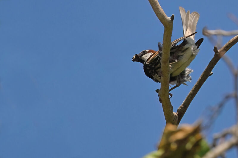 Spanish Sparrow male adult breeding