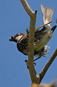 Spanish Sparrow