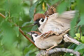 Moineau friquet