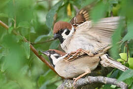 Eurasian Tree Sparrow