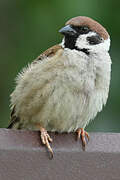 Eurasian Tree Sparrow