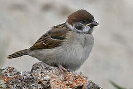 Eurasian Tree Sparrow