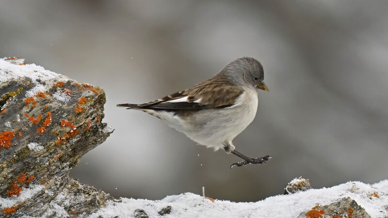 White-winged Snowfinchadult post breeding, identification