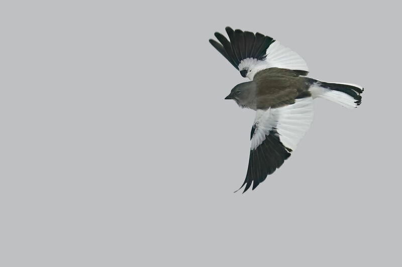 White-winged Snowfinchadult post breeding, Flight