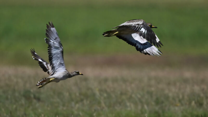 Eurasian Stone-curlewadult breeding, Flight