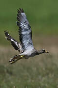 Eurasian Stone-curlew