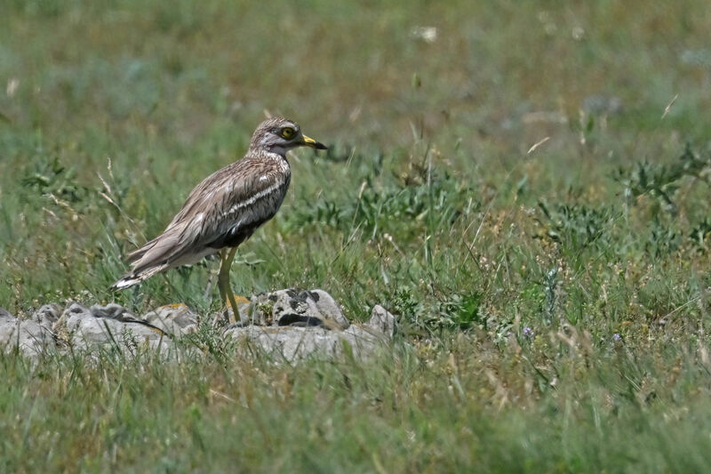 Eurasian Stone-curlewadult, identification