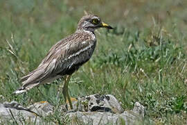 Eurasian Stone-curlew