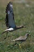 Eurasian Stone-curlew