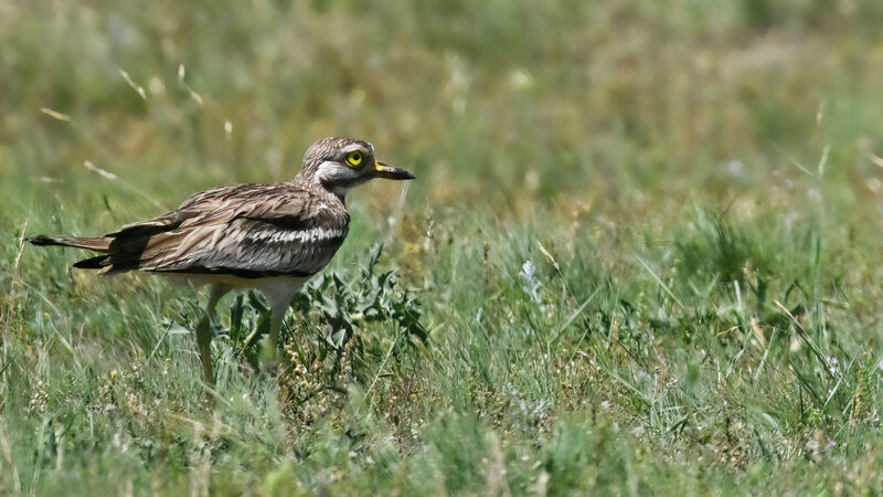 Eurasian Stone-curlewadult, identification