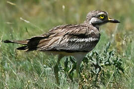 Eurasian Stone-curlew