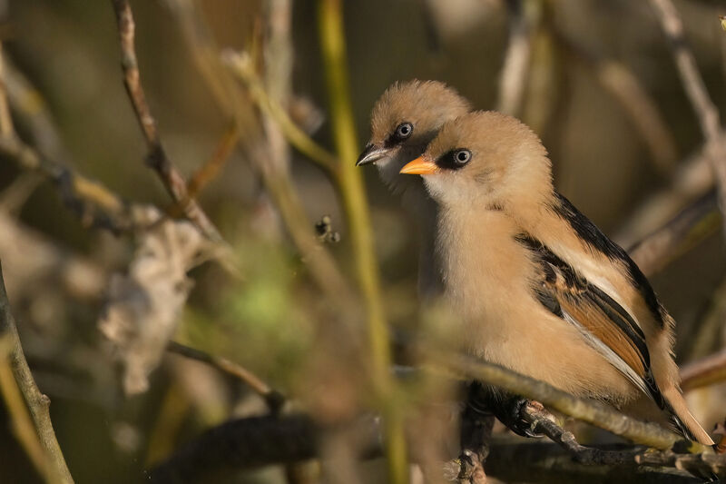 Bearded Reedlingjuvenile