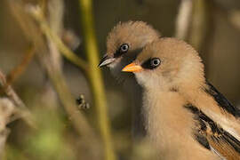 Bearded Reedling