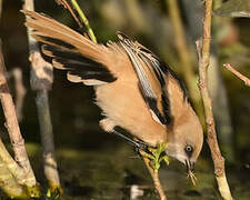 Bearded Reedling