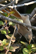 Bearded Reedling