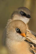 Bearded Reedling