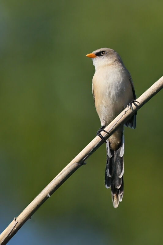 Bearded Reedling male juvenile, identification