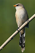 Bearded Reedling