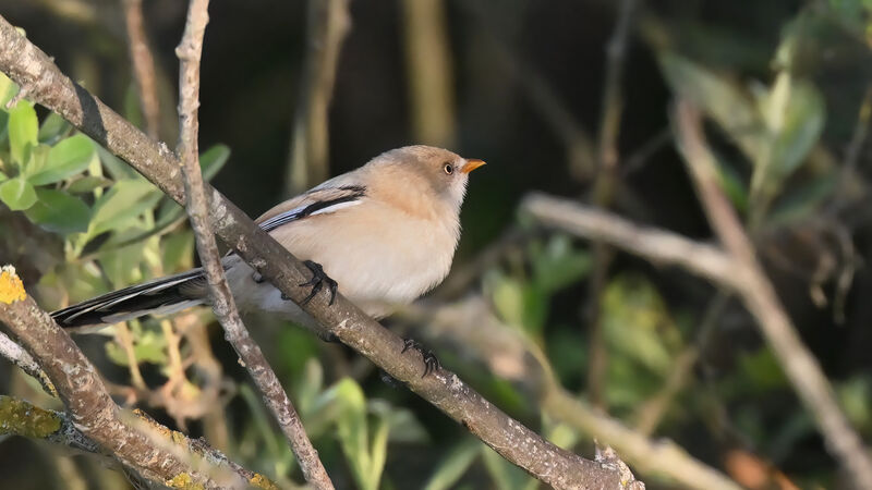 Bearded Reedling female adult, identification