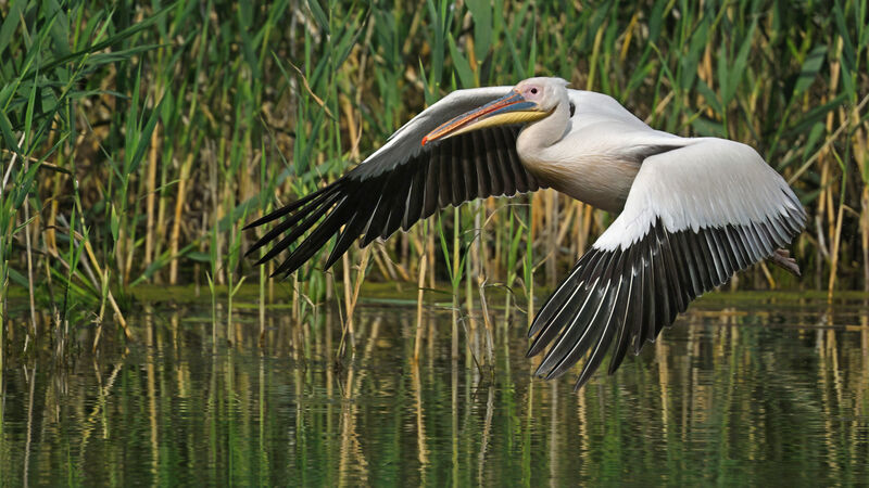 Great White Pelicanadult, identification