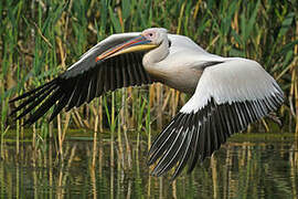 Great White Pelican