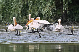 Great White Pelican