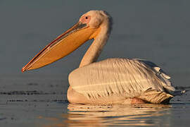 Great White Pelican