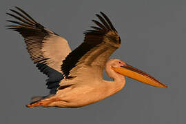 Great White Pelican