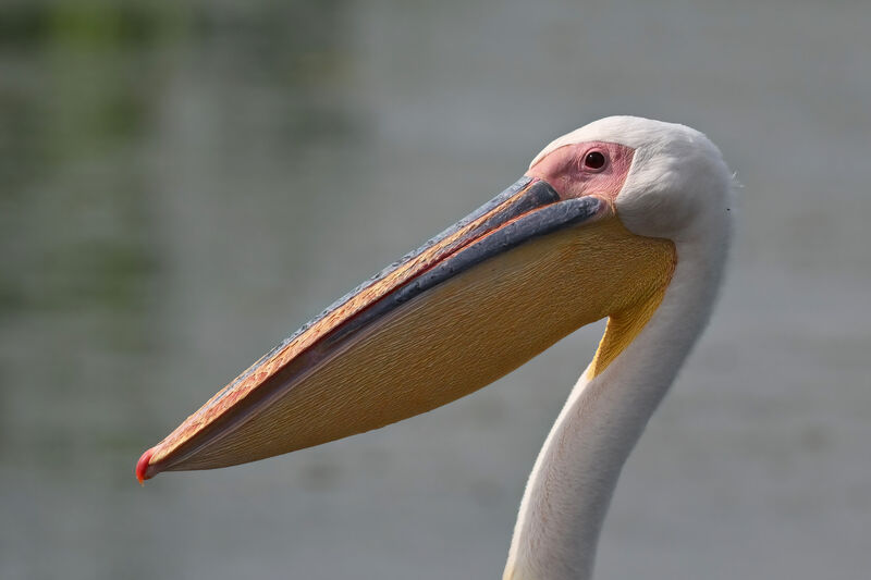 Great White Pelicanadult, close-up portrait