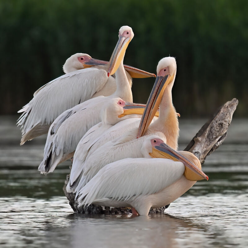 Great White Pelicanadult