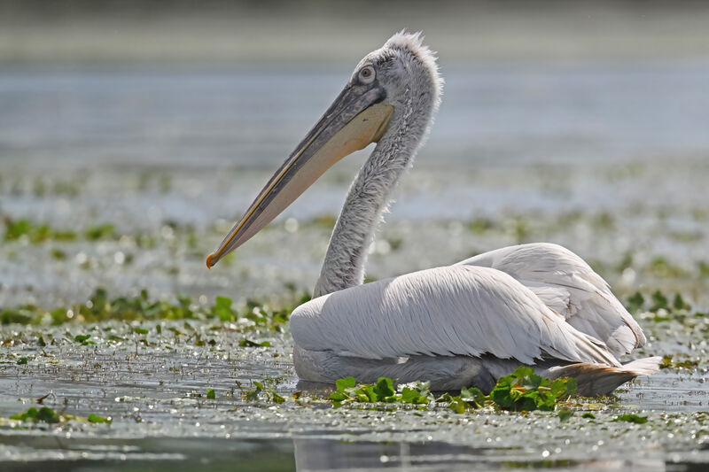 Dalmatian Pelican, identification