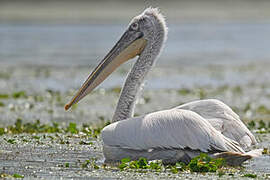 Dalmatian Pelican