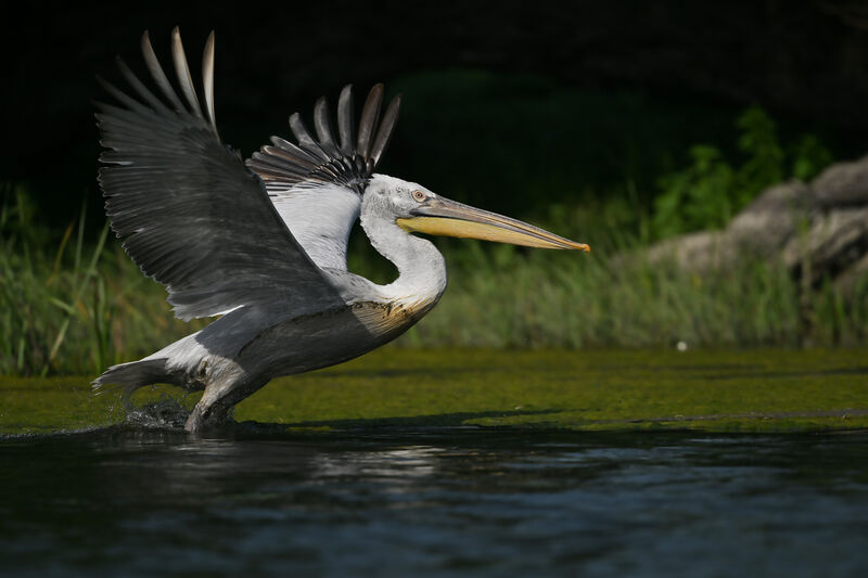 Dalmatian Pelicanadult post breeding, Flight