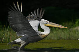 Dalmatian Pelican