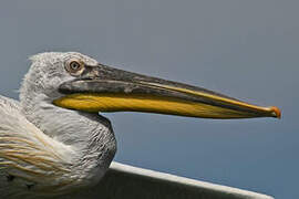 Dalmatian Pelican