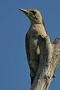 Grey-headed Woodpecker