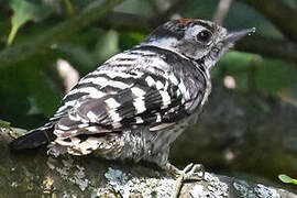 Lesser Spotted Woodpecker