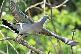 Common Wood Pigeon