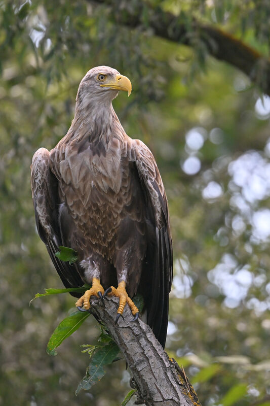 White-tailed Eagleadult, identification