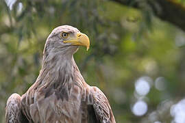 White-tailed Eagle