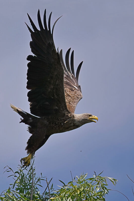 White-tailed Eagleadult, Flight