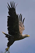 White-tailed Eagle