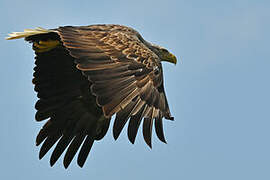 White-tailed Eagle