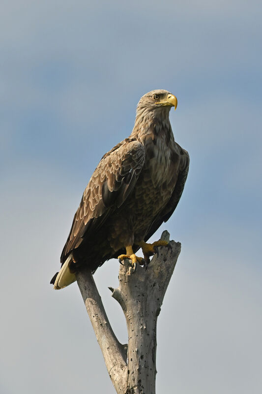 White-tailed Eagleadult, identification