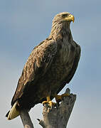 White-tailed Eagle