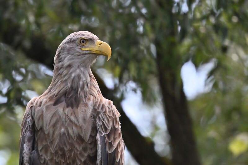 White-tailed Eagleadult, close-up portrait