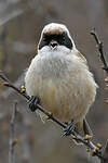 Rémiz penduline